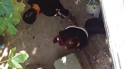 இரட்டை டாப்னே ரோசன் ஊடுருவல் இனங்களுக்கிடையில் வருகிறது
